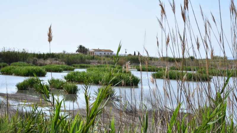 EL MUSEO DEL ARROZ REACTIVA LA CULTURA EN LA ALBUFERA